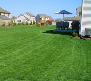 lawn