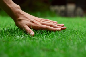 Lawn care salt lake city 