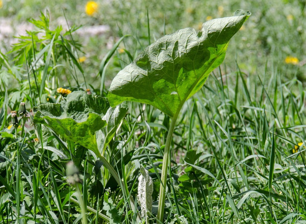 Are you dealing with neighbors weeds in your lawn in draper?