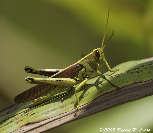 Lawn Care Utah County - Get rid of Grasshoppers - Lawn Care Salt