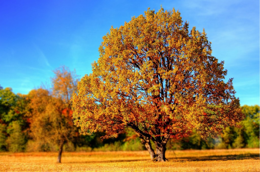 This tree is ready for fall