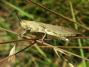 grasshopper-2