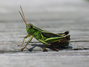 grasshopper